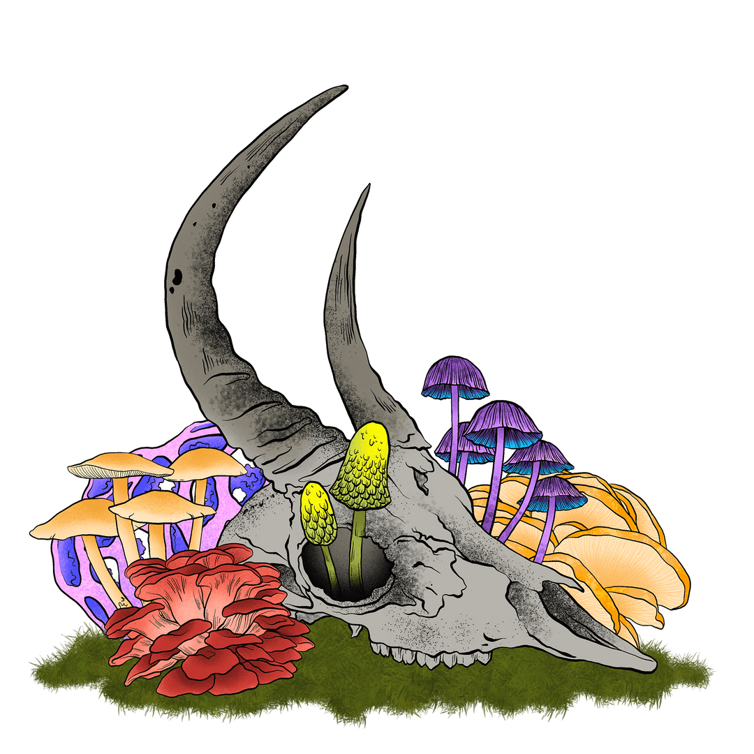 Transparent Horned Skull with Colorful Mushrooms Line Art Illustration