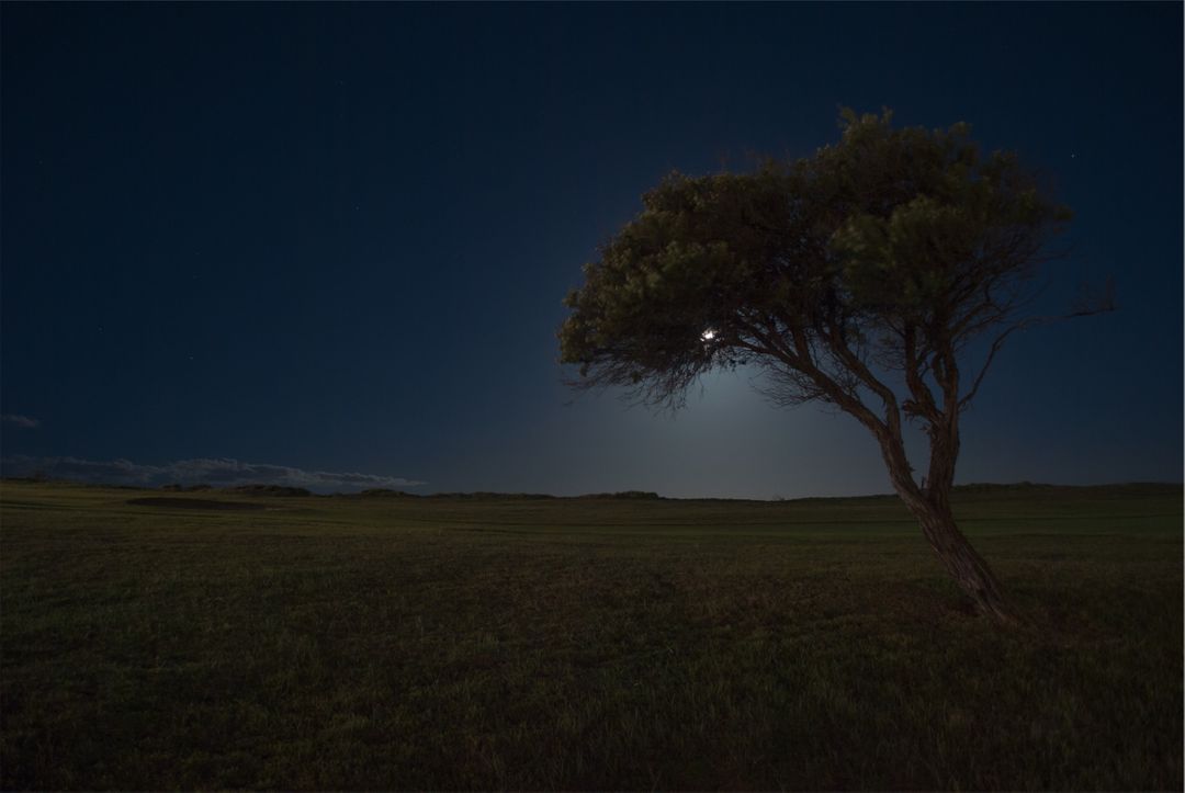 Solitary Tree in Moonlit Night Landscape - Free Images, Stock Photos and Pictures on Pikwizard.com