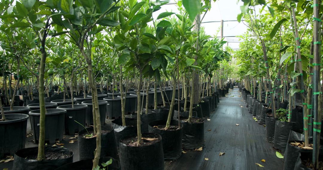 Tree Saplings in Greenhouse for Urban Cultivation