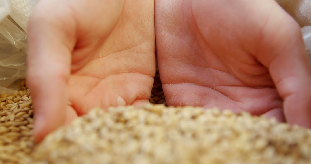 Hands Holding Freshly Harvested Grains - Free Images, Stock Photos and Pictures on Pikwizard.com