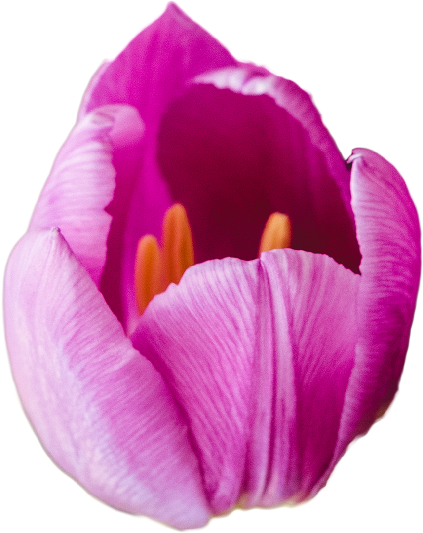 Close-Up of Pink Tulip with Transparent Background - Download Free Stock Images Pikwizard.com