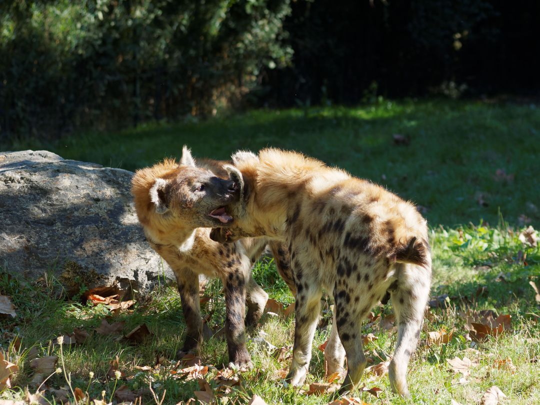 Two Hyenas Play Fighting on Grass in Sunlight - Free Images, Stock Photos and Pictures on Pikwizard.com