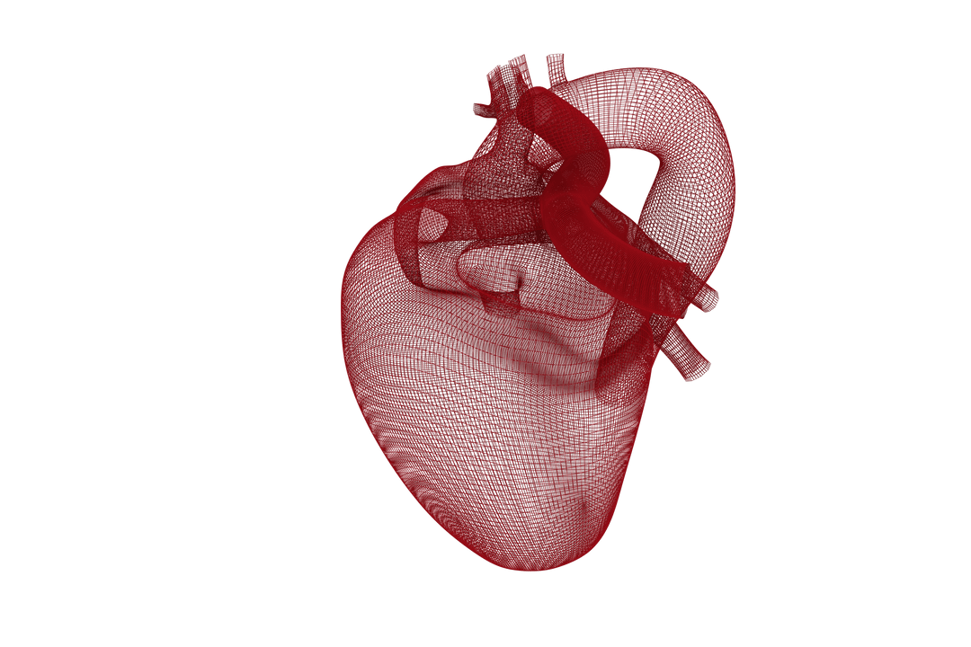 Transparent 3D Vector Model of Human Heart Anatomy