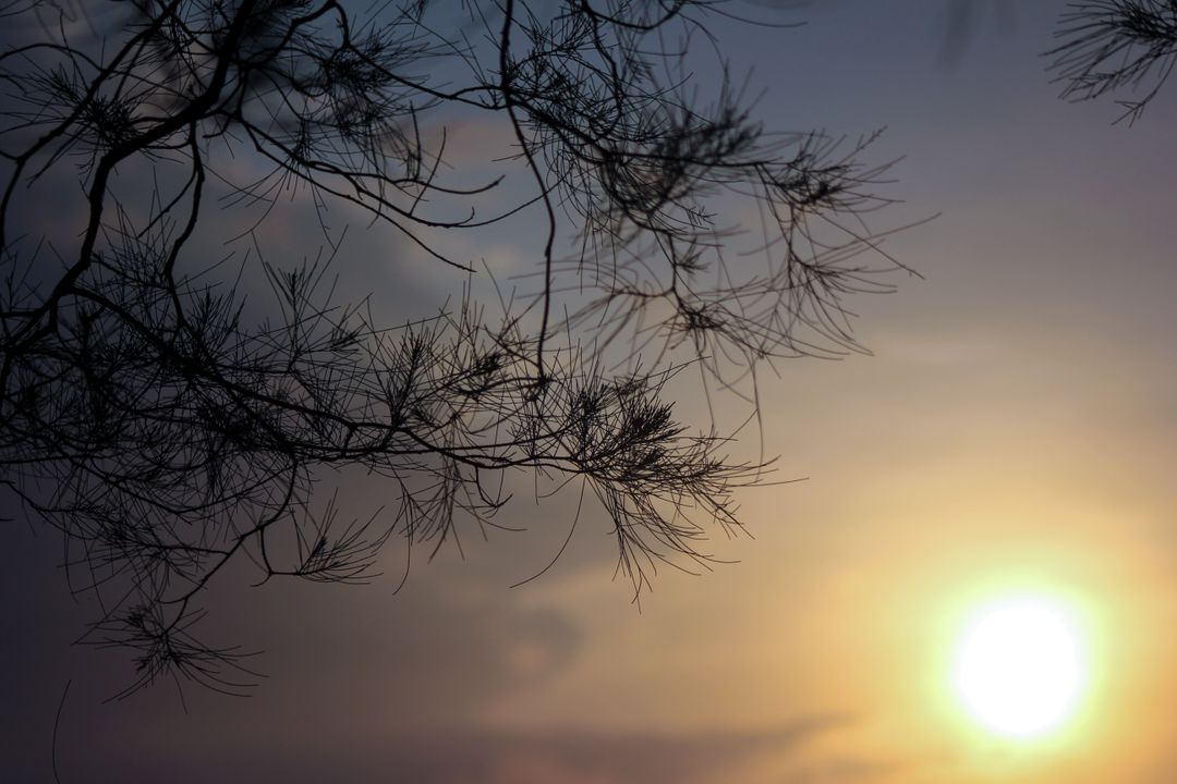 Silhouette of Tree Branches with Sunset in Background - Free Images, Stock Photos and Pictures on Pikwizard.com