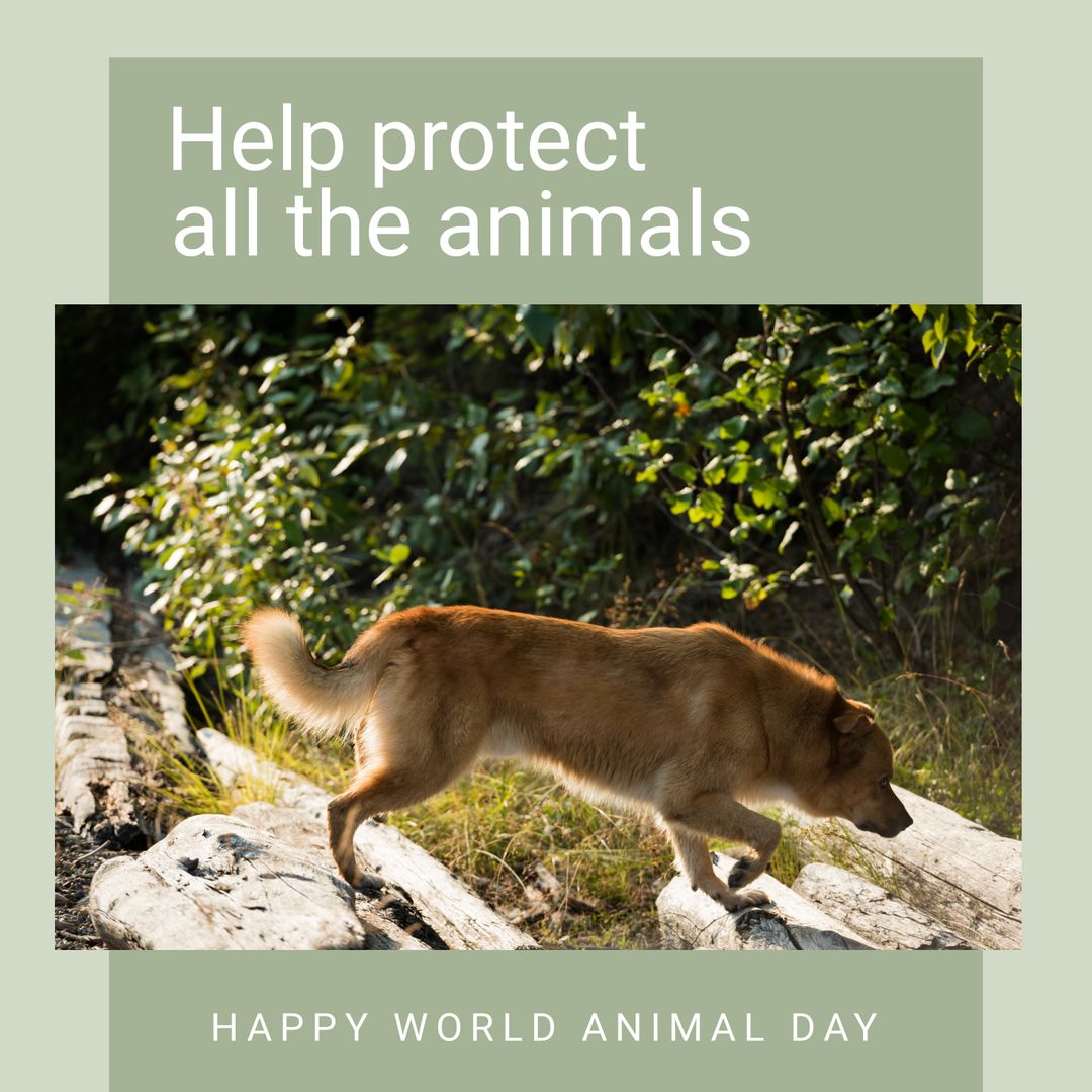 Dog Walking on Logs in Green Forest During World Animal Day