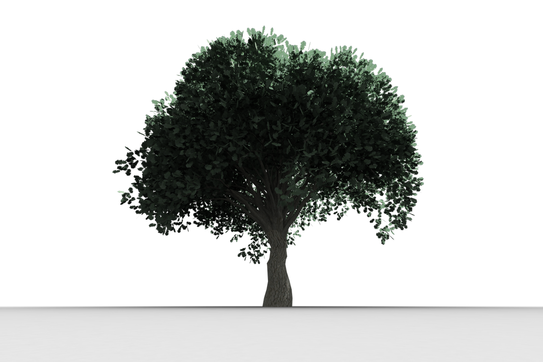 Lush Green Tree on Transparent Background - Download Free Stock Images Pikwizard.com