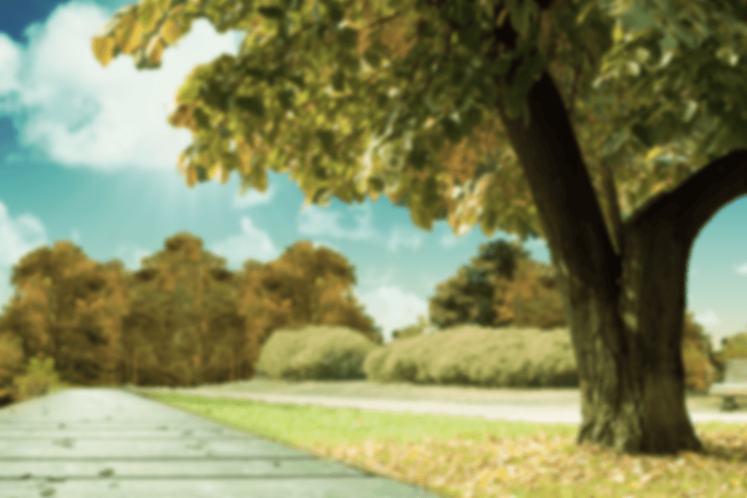 Sunlit Boardwalk Through Transparent Autumn Trees in Tranquil Park Setting