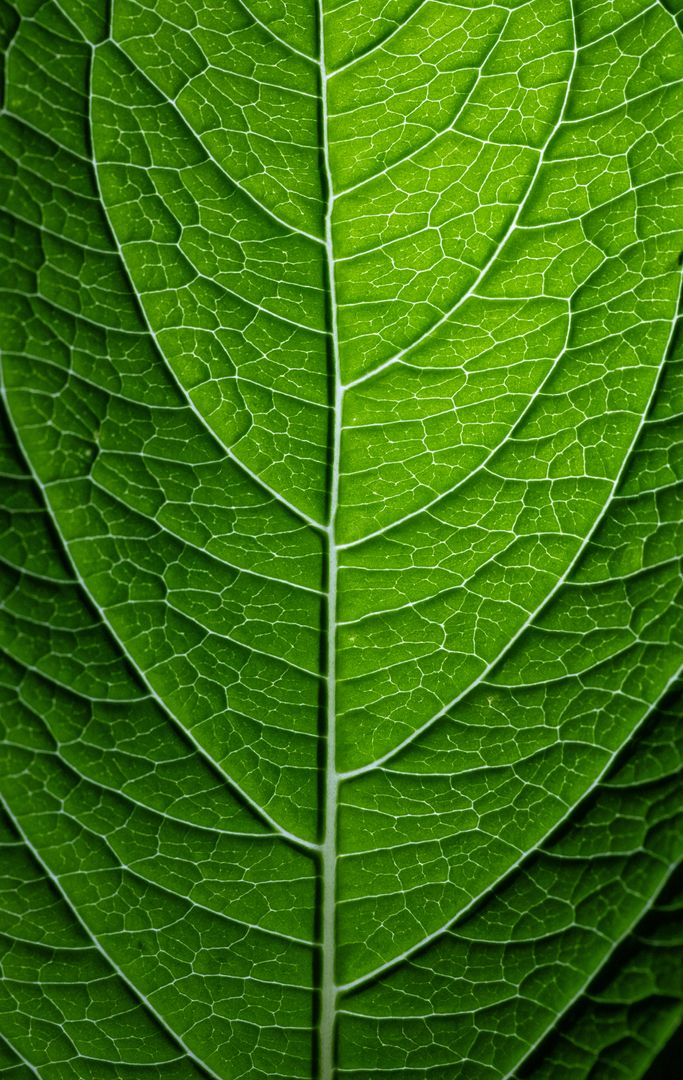 Macro green leaf revealing intricate vein network and natural texture for backgrounds