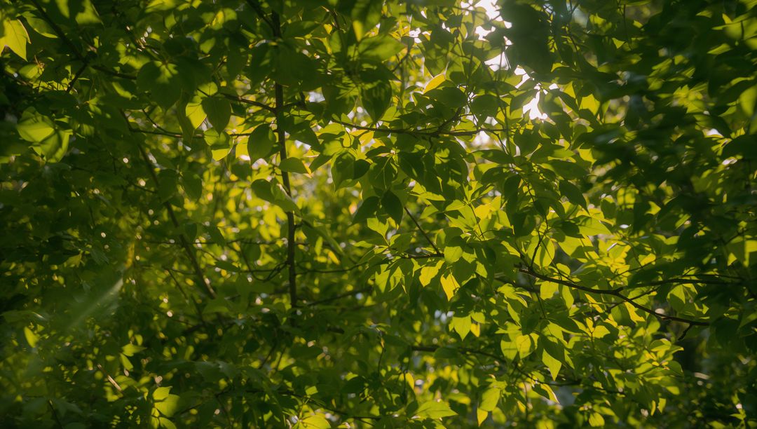 Sunlight Filtering Through Lush Green Canopy Leaves with Dappled Bokeh
