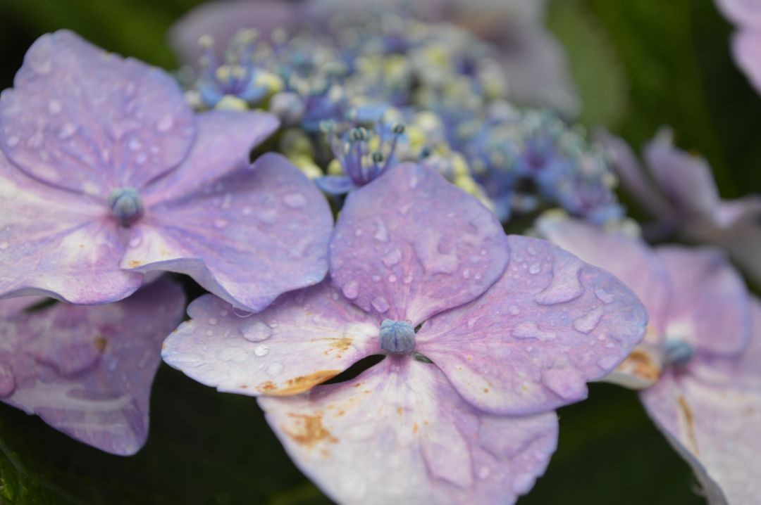 Close-Up of Vibrant Purple Hydrangea Blooms with Dew Drops - Free Images, Stock Photos and Pictures on Pikwizard.com