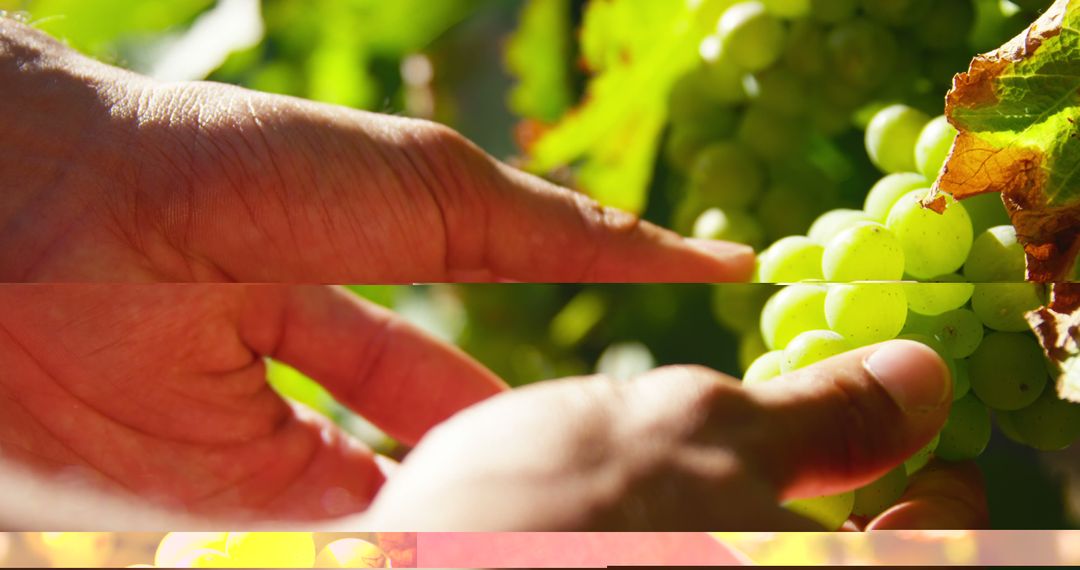 Farmer Checking Ripe Grapes in Vineyard on Sunny Day