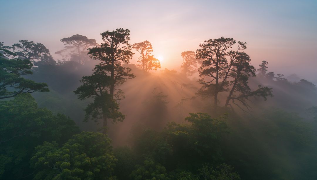 Sunbeams Piercing Misty Conifer Canopy at Dawn, Golden Foggy Forest Light