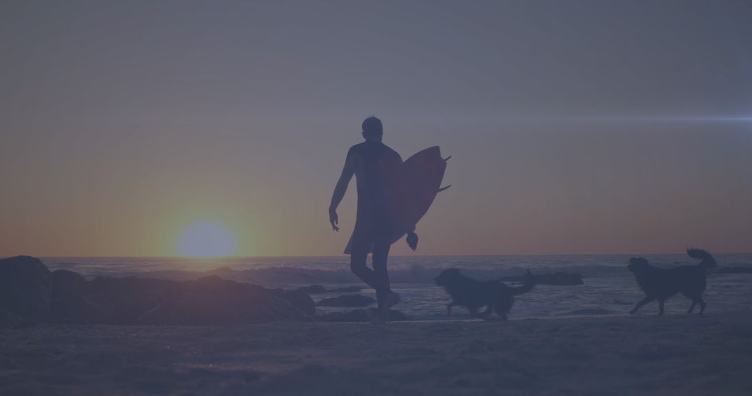 Surfer Walking at Sunset with Dogs on Beach