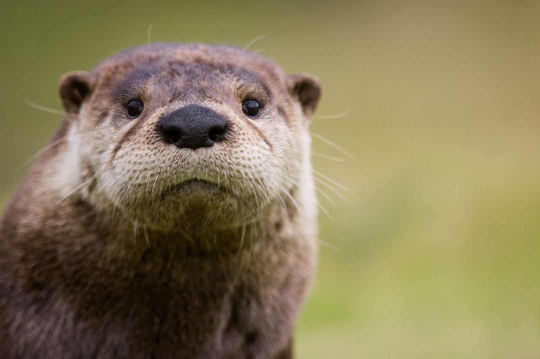 Curious River Otter Close-Up in Natural Habitat