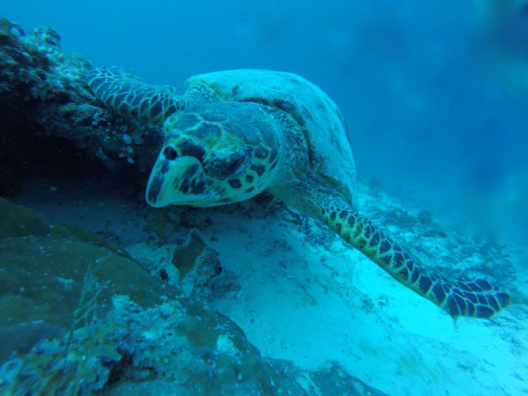 Hawksbill Sea Turtle Gliding Through Coral Reef Underwater - Free Images, Stock Photos and Pictures on Pikwizard.com