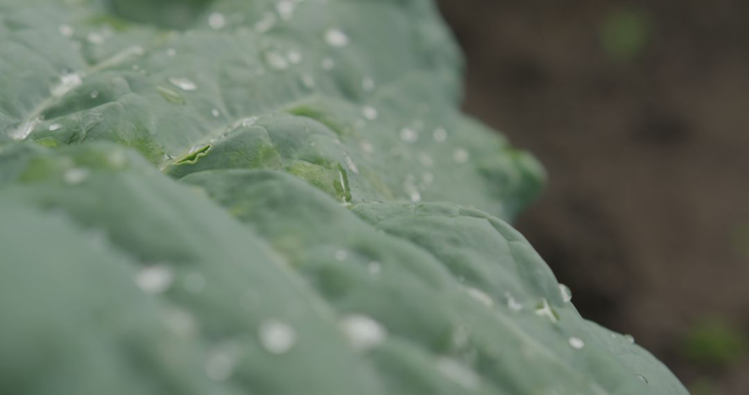 Close-Up of Dew Drops on Leaf in Garden - Free Images, Stock Photos and Pictures on Pikwizard.com