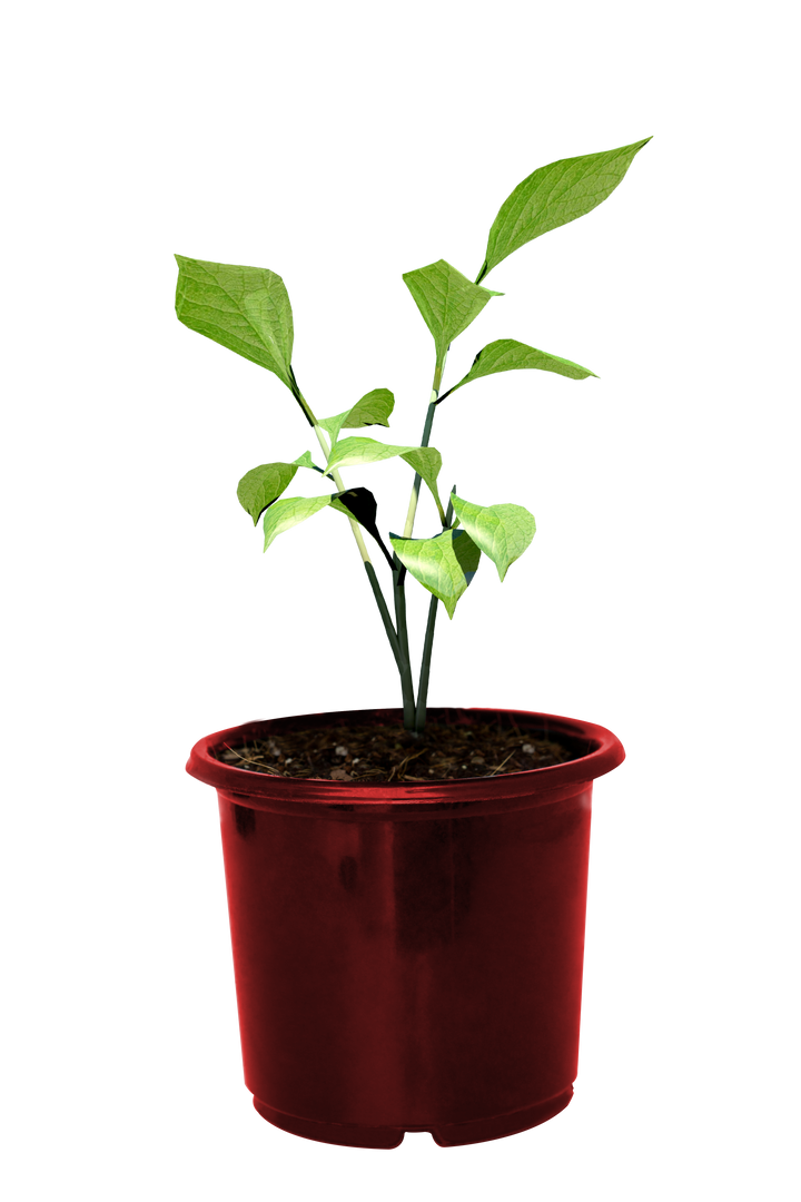 Young Plant Growing in Red Pot with Transparent Background - Download Free Stock Images Pikwizard.com