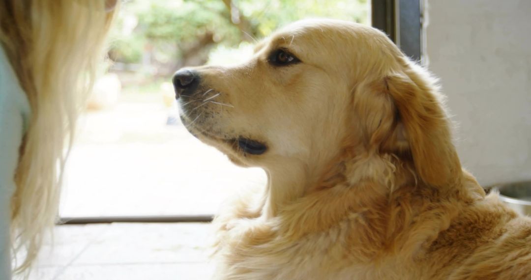 Golden retriever looking at person near open doorway