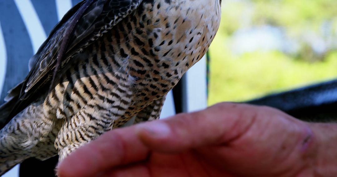 Close-Up of Falconer Hand and Peregrine Falcon Preparing for Flight - Free Images, Stock Photos and Pictures on Pikwizard.com