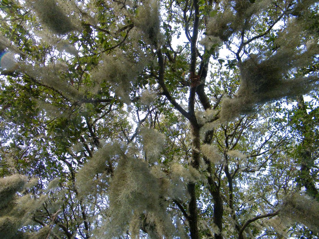 Spanish Moss Hanging from Tree Branches in Forest - Free Images, Stock Photos and Pictures on Pikwizard.com
