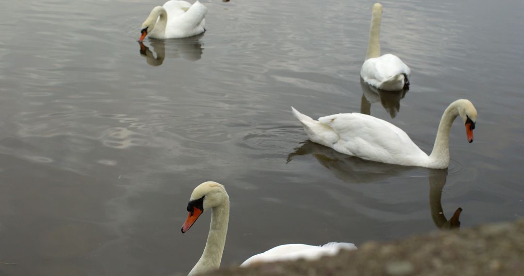 Swans gliding over water on a peaceful lake - Free Images, Stock Photos and Pictures on Pikwizard.com