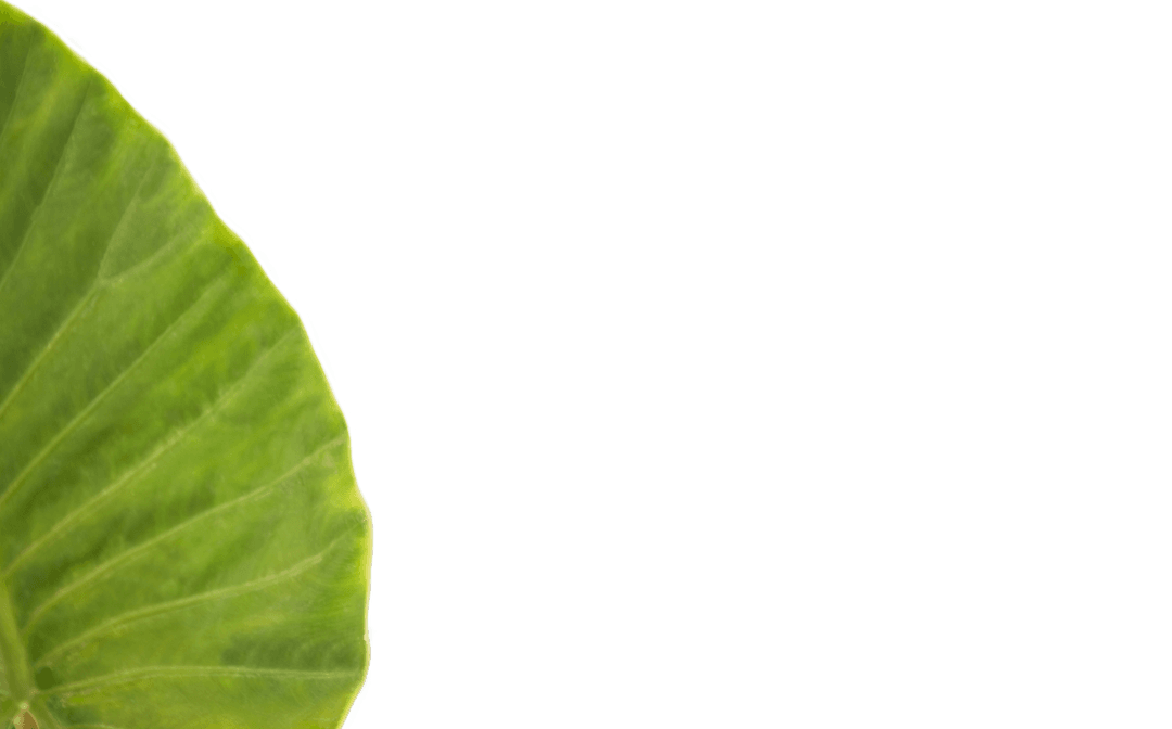 Green Leaf Overlay on Transparent Background