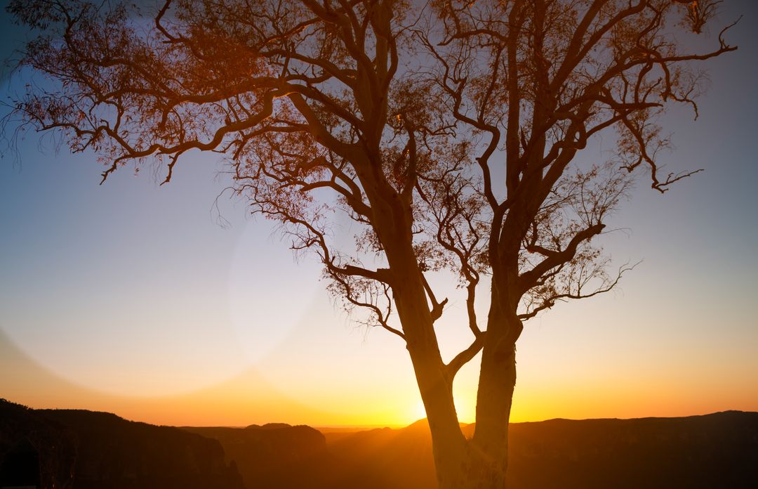 Silhouette of Tree at Sunset Over Mountains - Free Images, Stock Photos and Pictures on Pikwizard.com