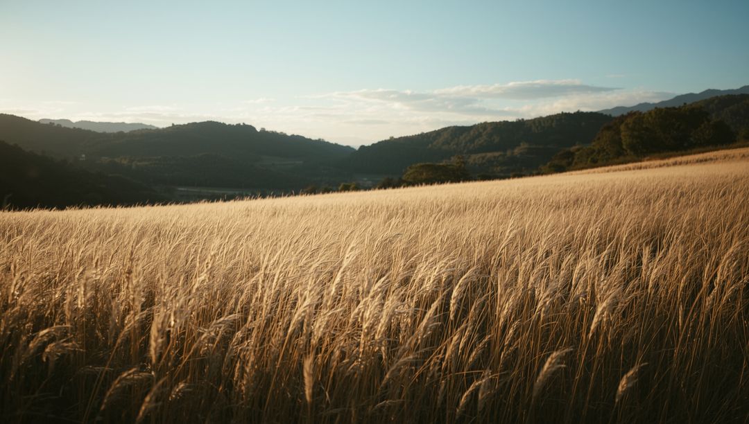 Rustic Wheat Field with Rolling Hills Under Clear Sky