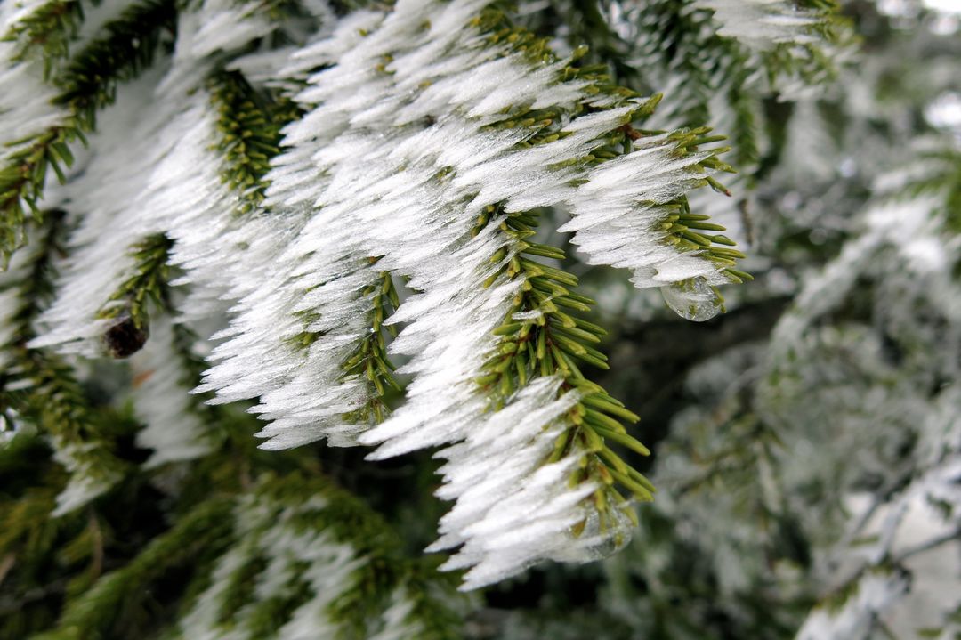 Close-up of Snow-Frosted Pine Needles Under Winter Conditions - Free Images, Stock Photos and Pictures on Pikwizard.com