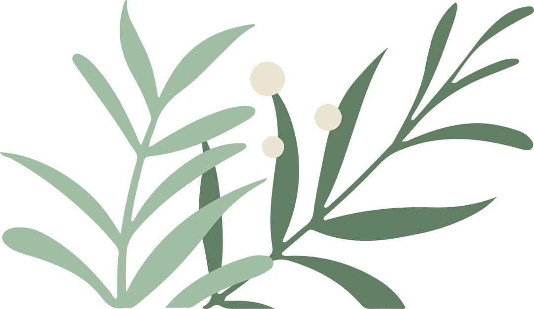 Minimalist Transparent Botanical Illustration with Mint and Olive Sprigs