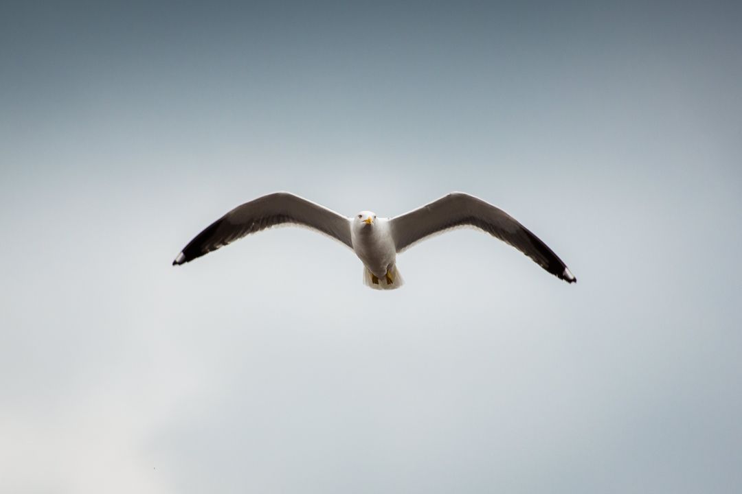 Seagull Gliding Toward Camera With Wide Wingspan Over Minimal Soft Gray Sky