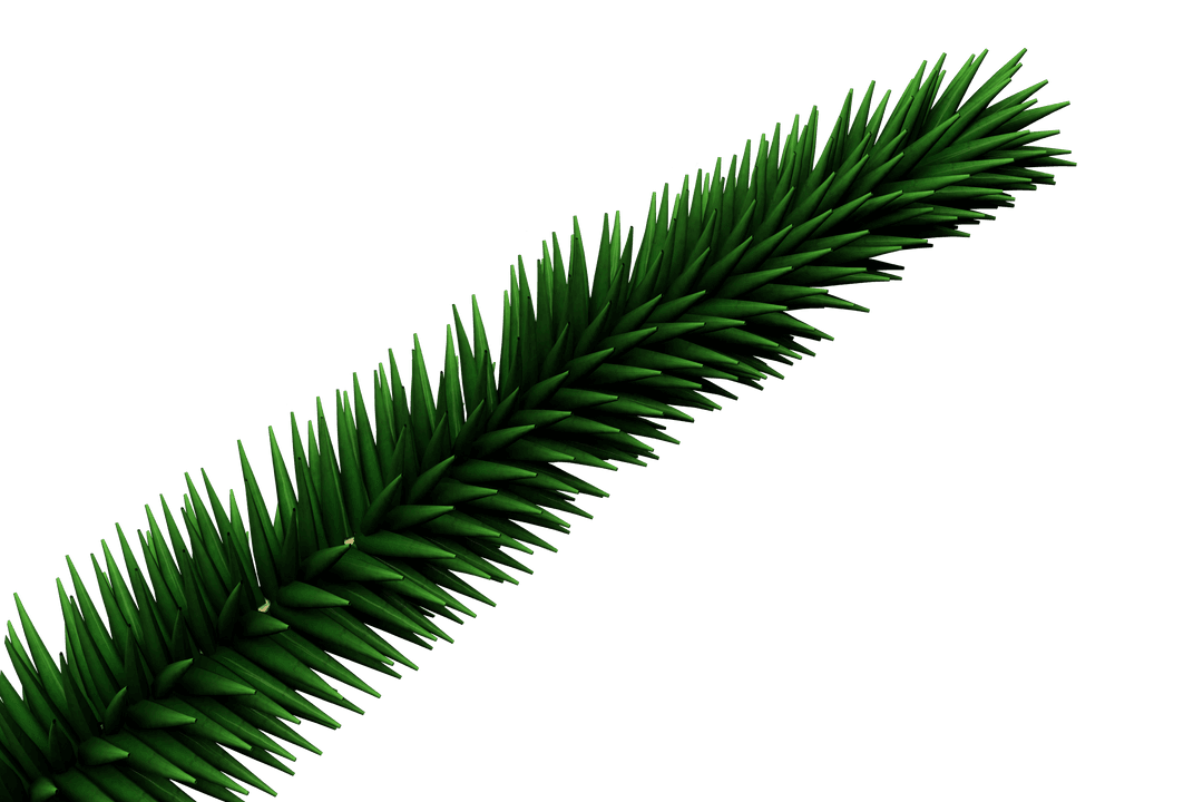 Fir Tree Branch Illustration on Transparent Background