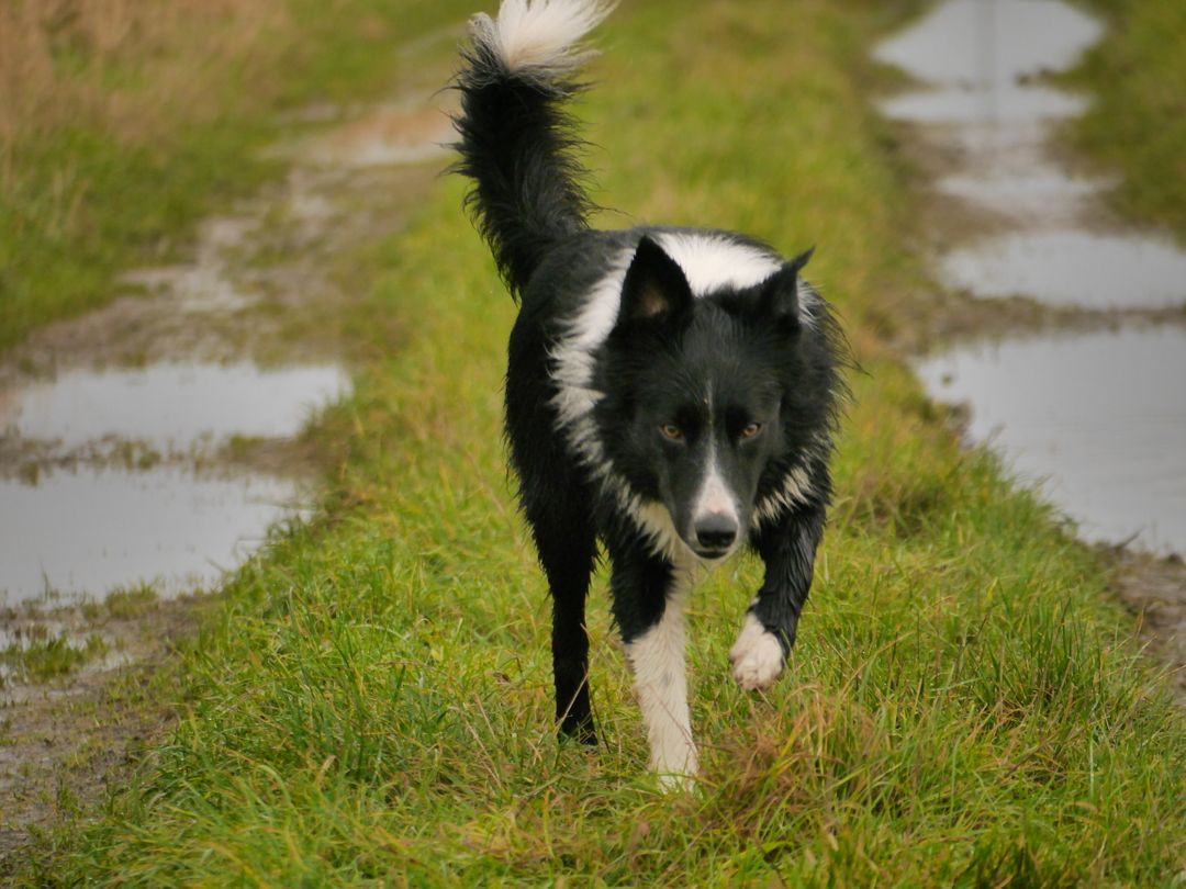 Border Collie walking on muddy rural path outdoors - Free Images, Stock Photos and Pictures on Pikwizard.com