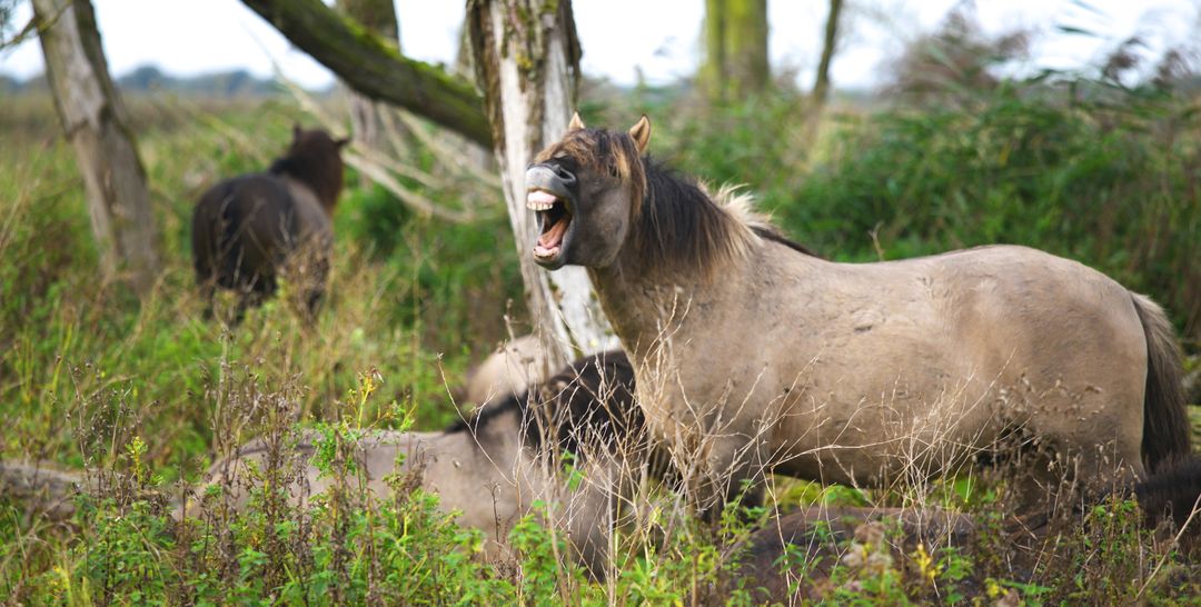 Playful wild funny horses in dense forest