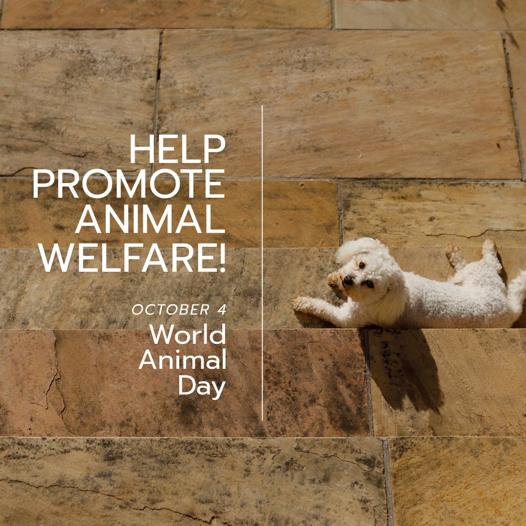 Cute Maltese Dog for World Animal Day Campaign