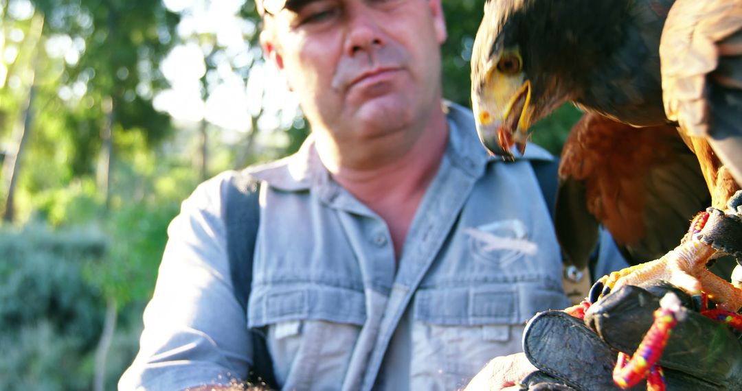 Man Holding Harris Hawk in Outdoors, Wildlife Conservation - Free Images, Stock Photos and Pictures on Pikwizard.com