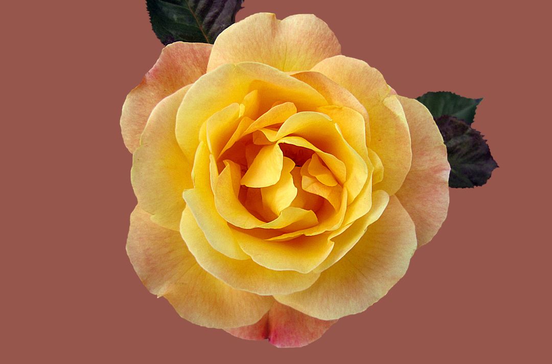 Close-Up of Yellow Rose Blooming against Brown Background - Free Images, Stock Photos and Pictures on Pikwizard.com