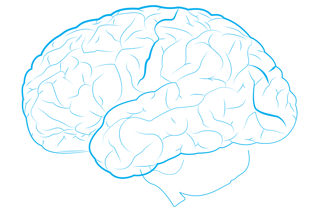 Transparent Blue Outline of Human Brain Symbolizing Intelligence - Download Free Stock Images Pikwizard.com