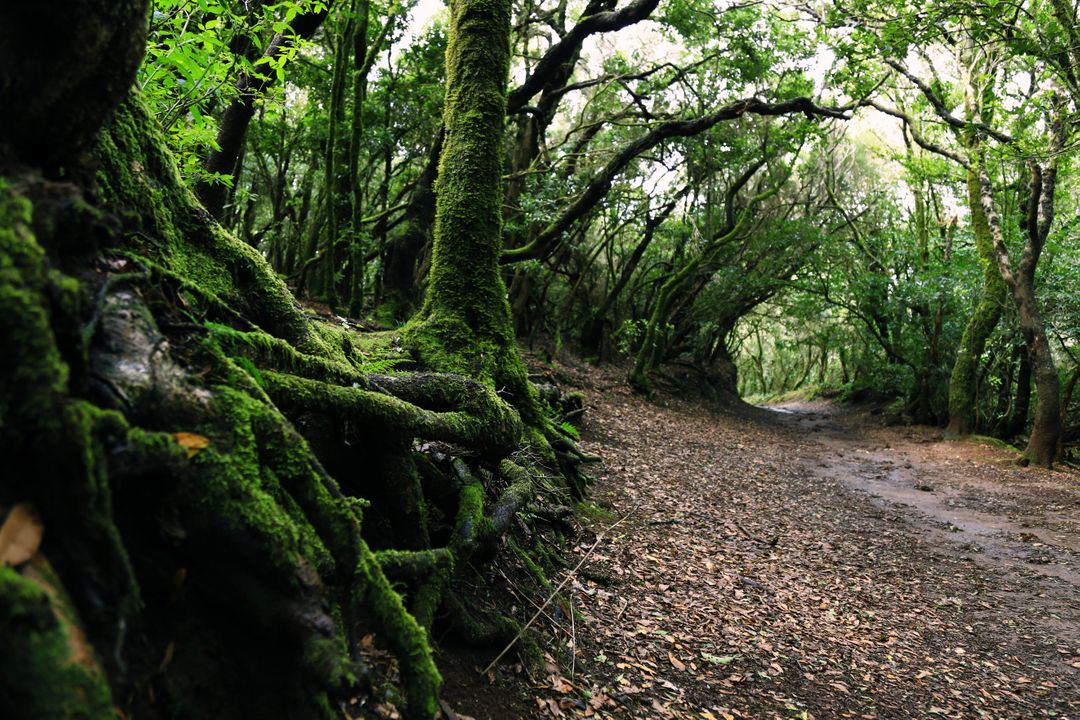 Scenic View of Forest - Free Images, Stock Photos and Pictures on Pikwizard.com
