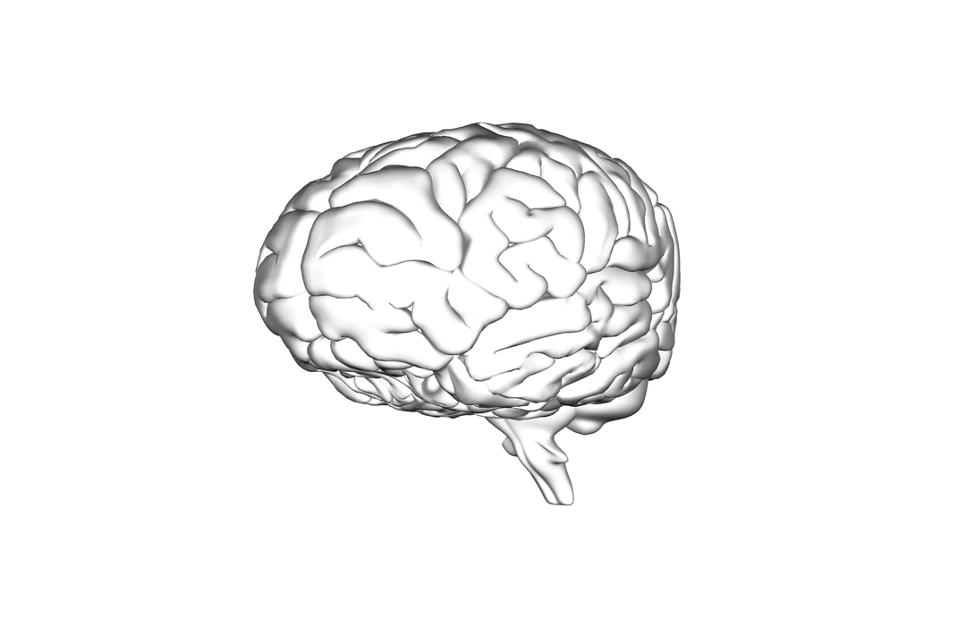 Transparent Human Brain Vector Digital Illustration - Download Free Stock Images Pikwizard.com