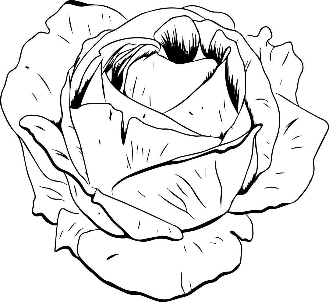 Stylized Rose Line Art with Transparent Background
