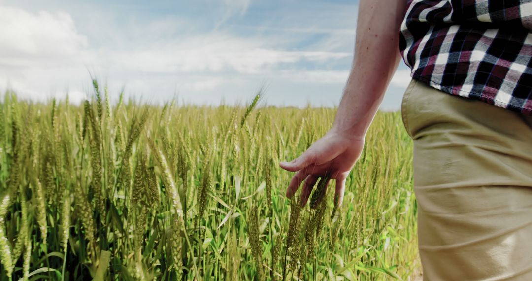 Close Up of Man's Hand Touching Wheat in Field on Summer Day - Free Images, Stock Photos and Pictures on Pikwizard.com