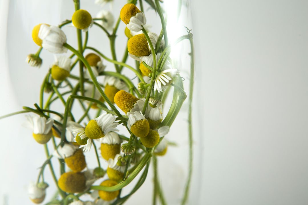 Closeup of Wild Chamomile Flowers with Soft Focus Effect - Free Images, Stock Photos and Pictures on Pikwizard.com