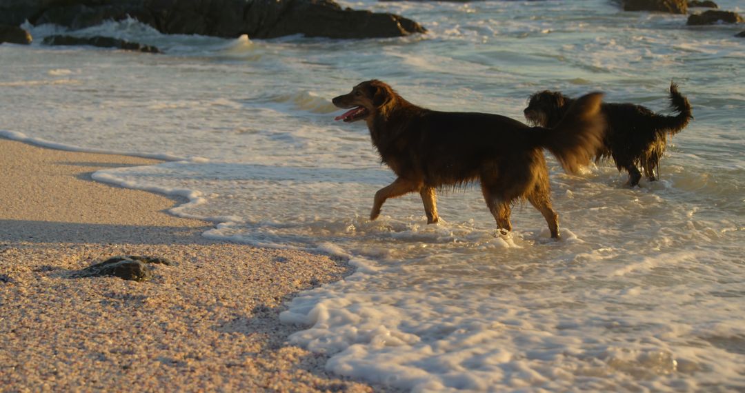 Two Dogs Playing in Ocean Waves at Sunset on Sandy Beach - Free Images, Stock Photos and Pictures on Pikwizard.com