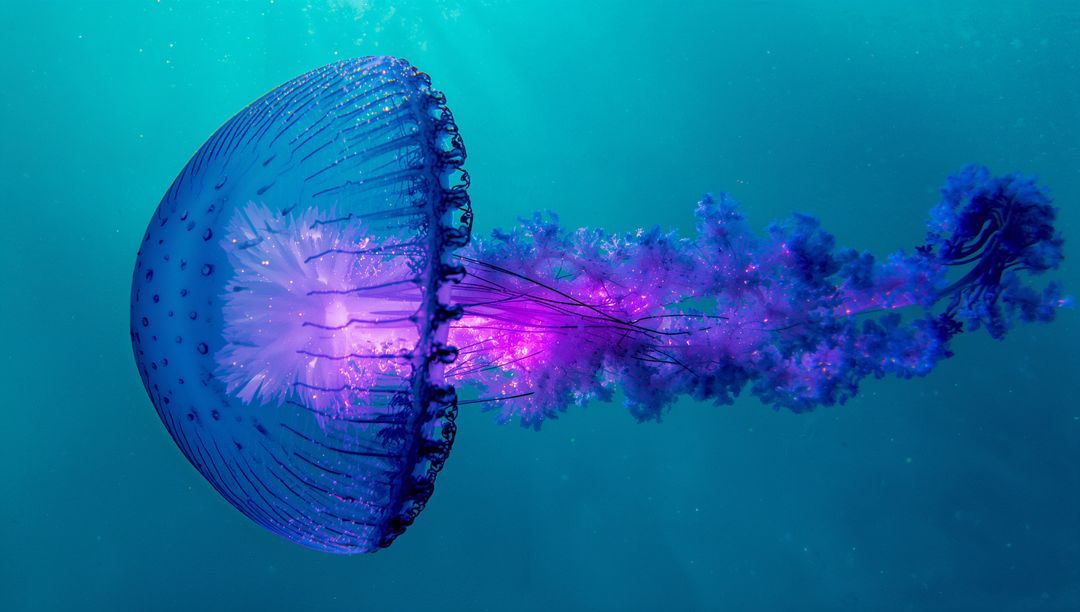Glowing Jellyfish with Vibrant Tentacles in Ocean Depths