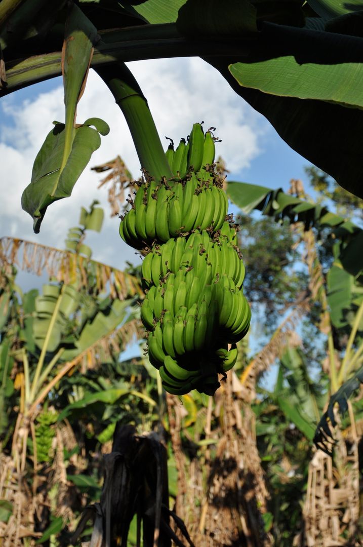 Close-up of Green Bananas Growing on Banana Tree - Free Images, Stock Photos and Pictures on Pikwizard.com