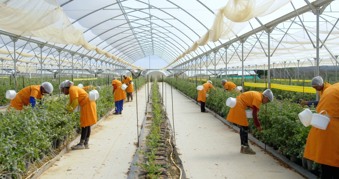 Employees Working in a Greenhouse Tomato Farm - Free Images, Stock Photos and Pictures on Pikwizard.com