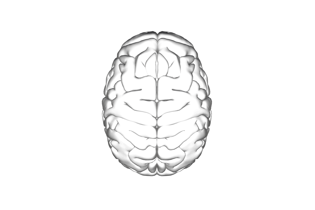 Transparent Human Brain Digital Rendering on Clear Background