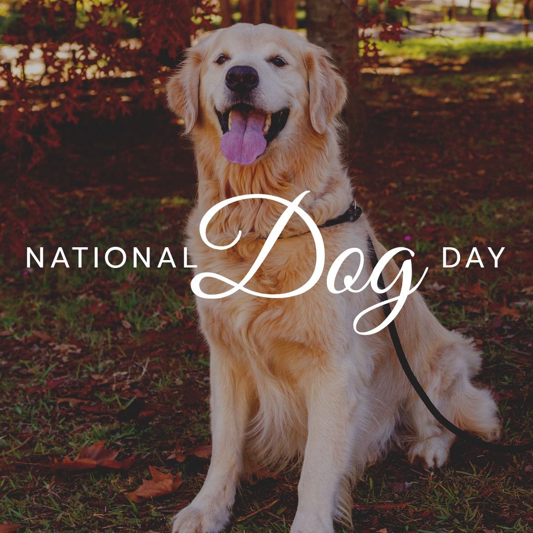 Composite of portrait of golden retriever sticking out tongue in park and national dog day text - Download Free Stock Templates Pikwizard.com