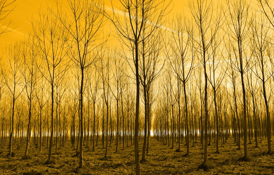 Golden Sunlit Forest with Bare Trees Choreographic Pattern - Free Images, Stock Photos and Pictures on Pikwizard.com